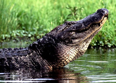 Alligators on the Creole Nature Trail Alligators on the Creole Nature Trail