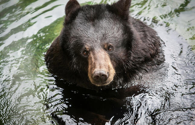 alexandria zoo's black bears