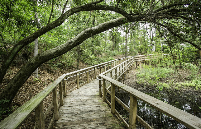 A boardwalk at Fort Randolph and Buhlow State Historic Site, partially covered by a large leaning tree.