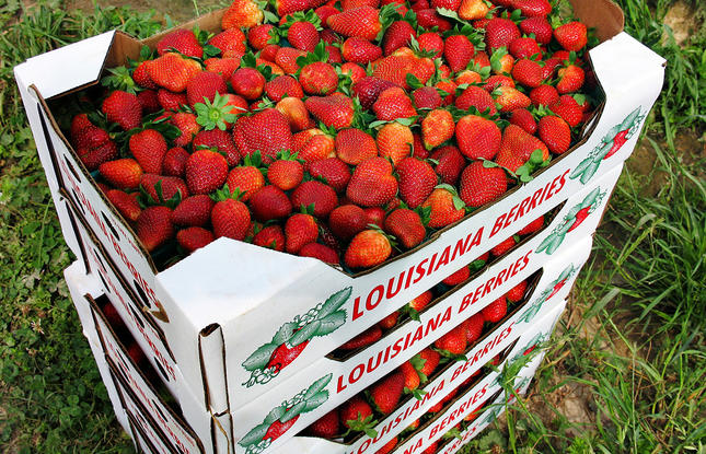 Ponchatoula Strawberries