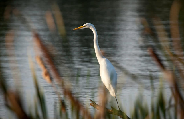 Great White Heron