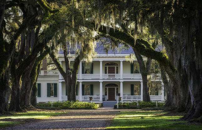 Oak trees at Rosedown Plantation State Historic Site
