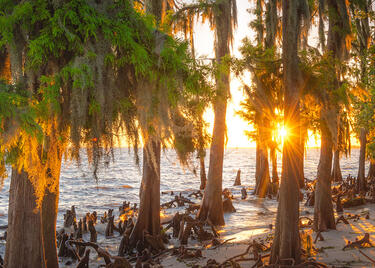 Fontainebleau State Park sunset