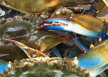 Blue Crabs
