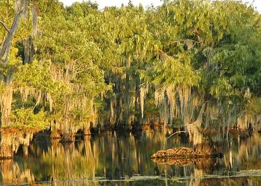 A view of cypress trees in Lake Bistineau State Park.