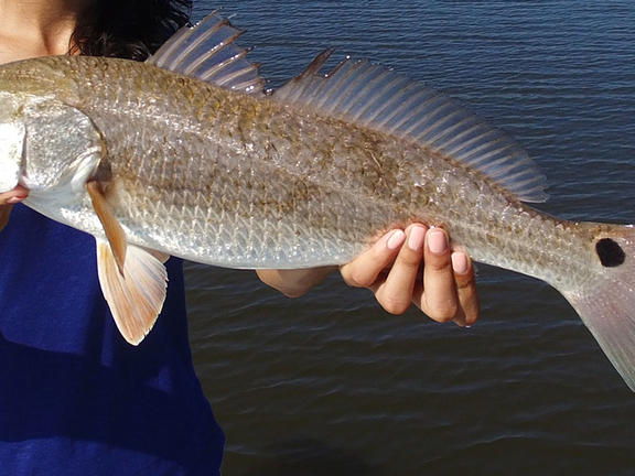 fishing resources - redfish on the line