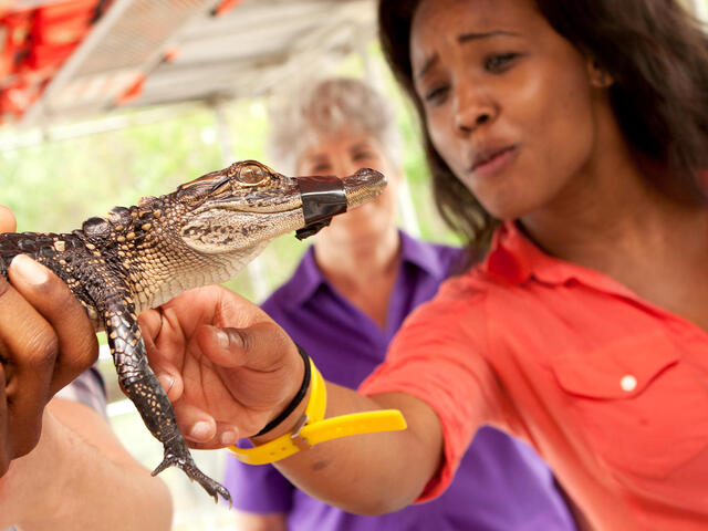Meet A Gator!