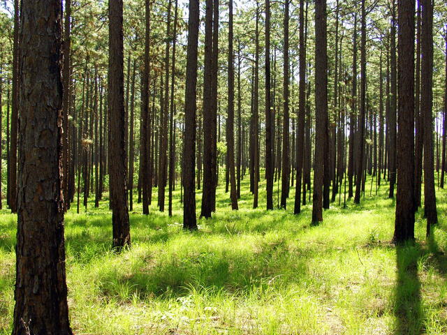 Long Leaf Pine on the Vernon Unit of the Calcasieu Ranger District
