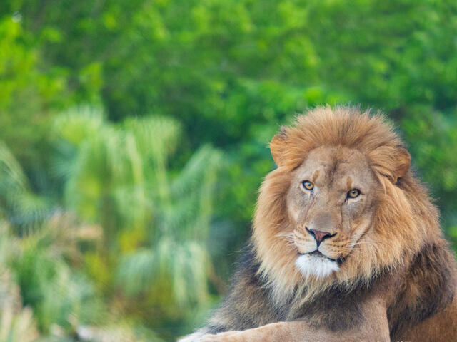 Come meet Arnold at the Audubon Zoo in New Orleans, LA. Plan your visit today! Photo 3