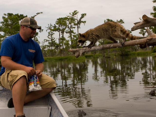 Unexpected vistor for our airboat tour!