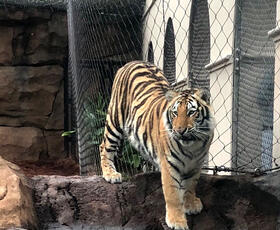 LSU's Mascot, Mike the Tiger