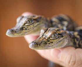 Baby Alligators
