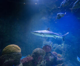 Shreveport Aquarium