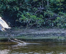 Great White Heron at North Toledo Bend State Park
