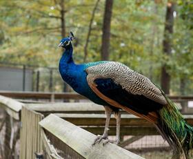 A peacock sits on a wooden railing at Cypress Black Bayou in Louisiana.