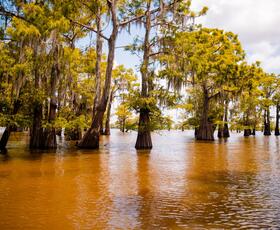 Cypress trees rise from the golden waters of a swamp under a bright sky in the Atchafalaya Basin.