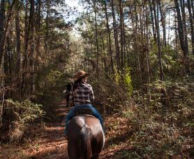 Horseback riders travel through a wooded forest trail with sunlight filtering through trees in Kisatchie National Forest.