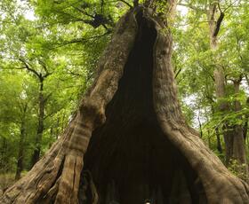 A kayaker paddles into the enormous hollow trunk of an ancient cypress tree at Lake Claiborne State Park.
