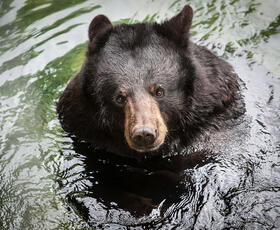 alexandria zoo's black bears
