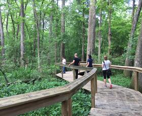 Four people wander on a boardwalk through BREC's Bluebonnet Swamp.