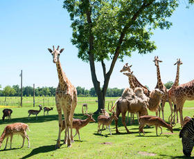 Take a tour to meet all the exotic animals at Global Wildlife Center in Louisiana
