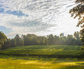 The sun peeks through the clouds over the field of grapes at Landry Vineyards in West Monroe.
