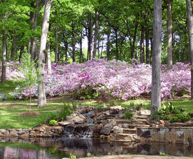 Azaleas in R. W. Norton  gardens