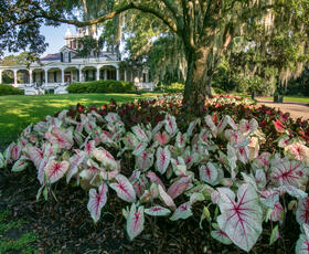 Vibrant pink and white caladiums underneath a tree with a Southern-style home in the background at Rip Van Winkle Gardens.
