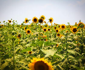 A field of golden petals shine brightly under the sun during the Sunflower Festival and Trail in Gilliam, Louisiana.