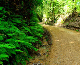 Tunica Hills Wildlife Area attractions and things to do