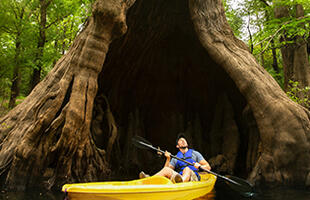 Castle Tree in Louisiana