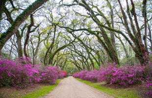 Azaleas in bloom at the entrance to Afton Villa Gardens