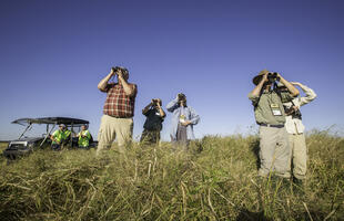 Yellow Rails and Rice Festival - Bird watching