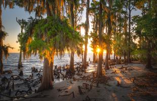 Fontainebleau State Park in Mandeville