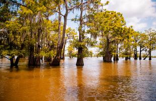 Cypress trees rise from the golden waters of a swamp under a bright sky in the Atchafalaya Basin.
