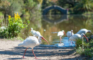 Birding in City Park