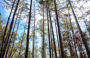 Kisatchie NationalForest trees Scenery