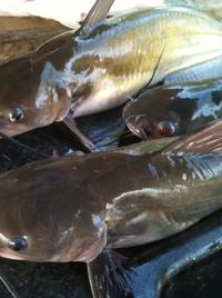 catfish