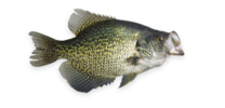 Perch (Crappie) Black
