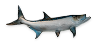 Tarpon